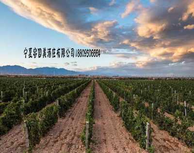 寧夏哪里有酒莊_口碑好酒莊聯(lián)系電話_葡糖酒酒莊